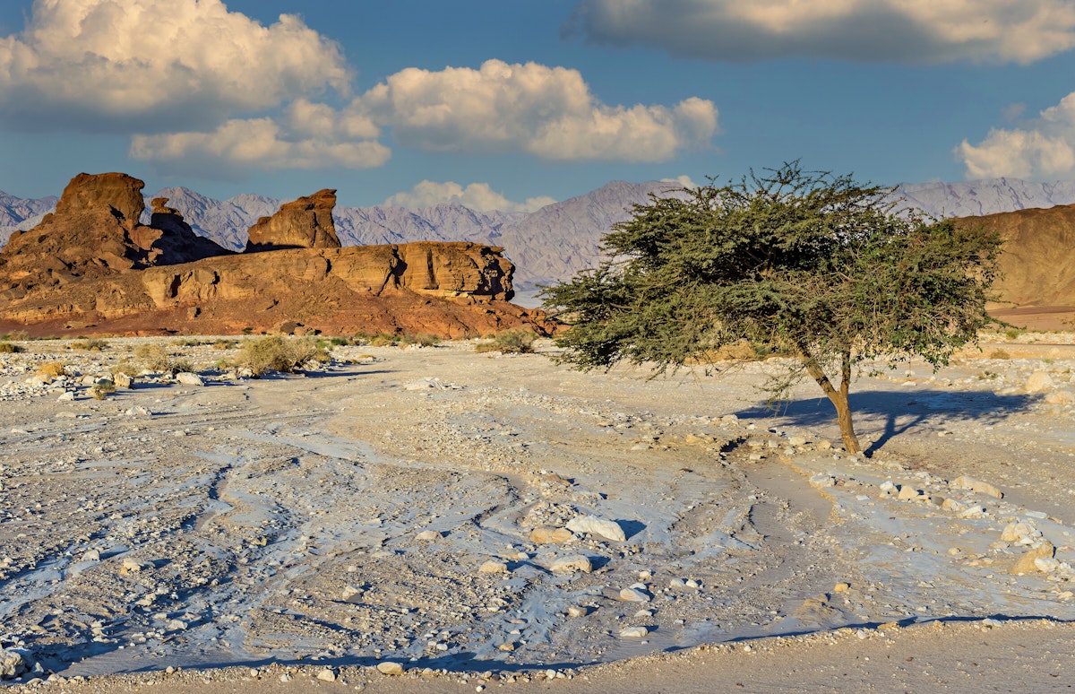 Landscape with an old acacia tree in Timna Park.