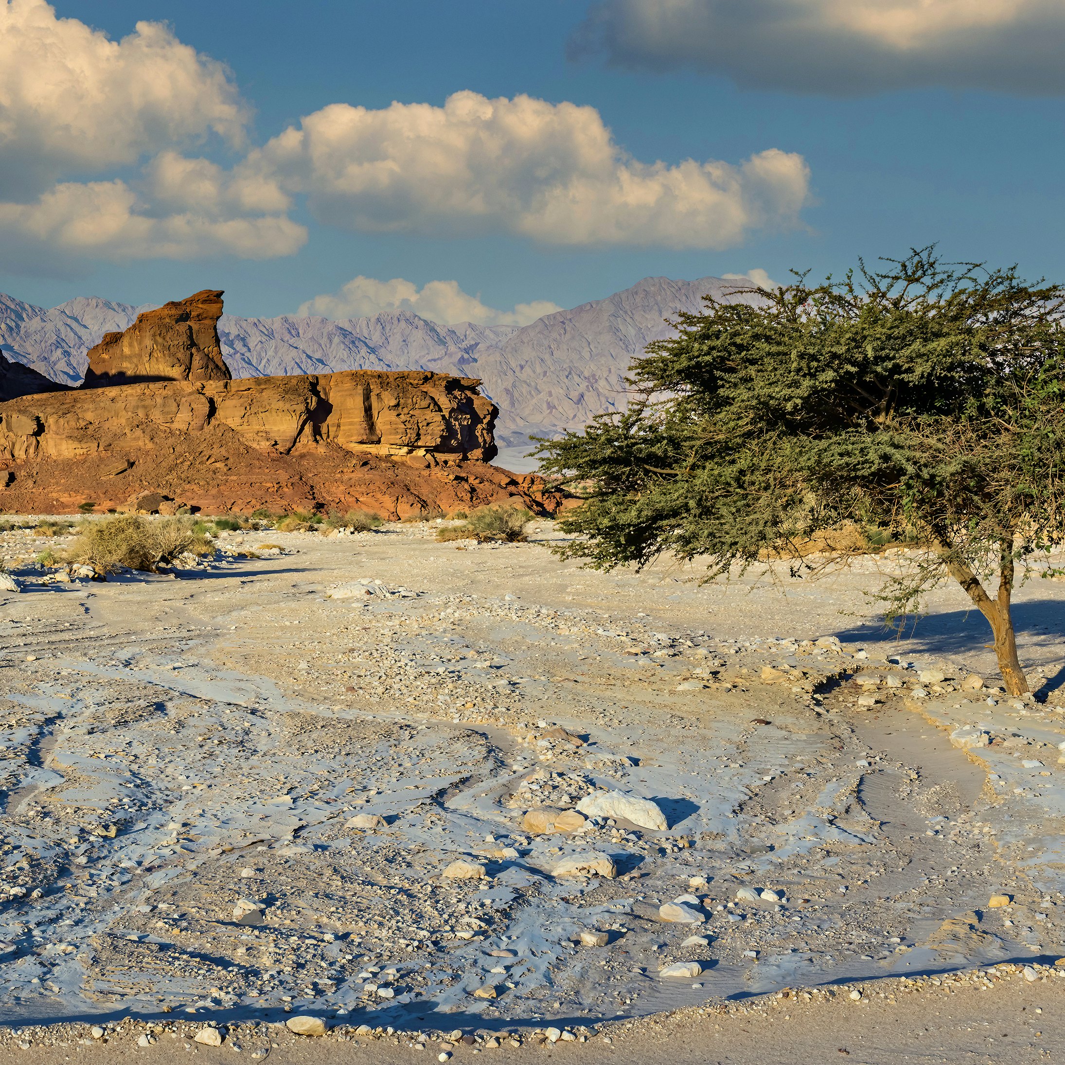 Landscape with an old acacia tree in Timna Park.
