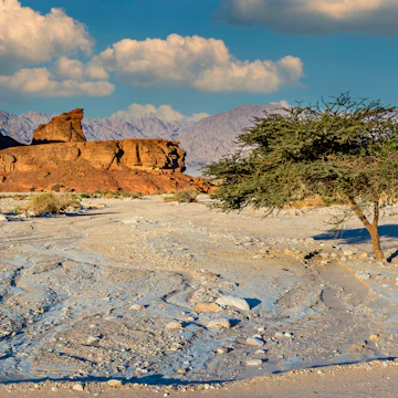 Landscape with an old acacia tree in Timna Park.