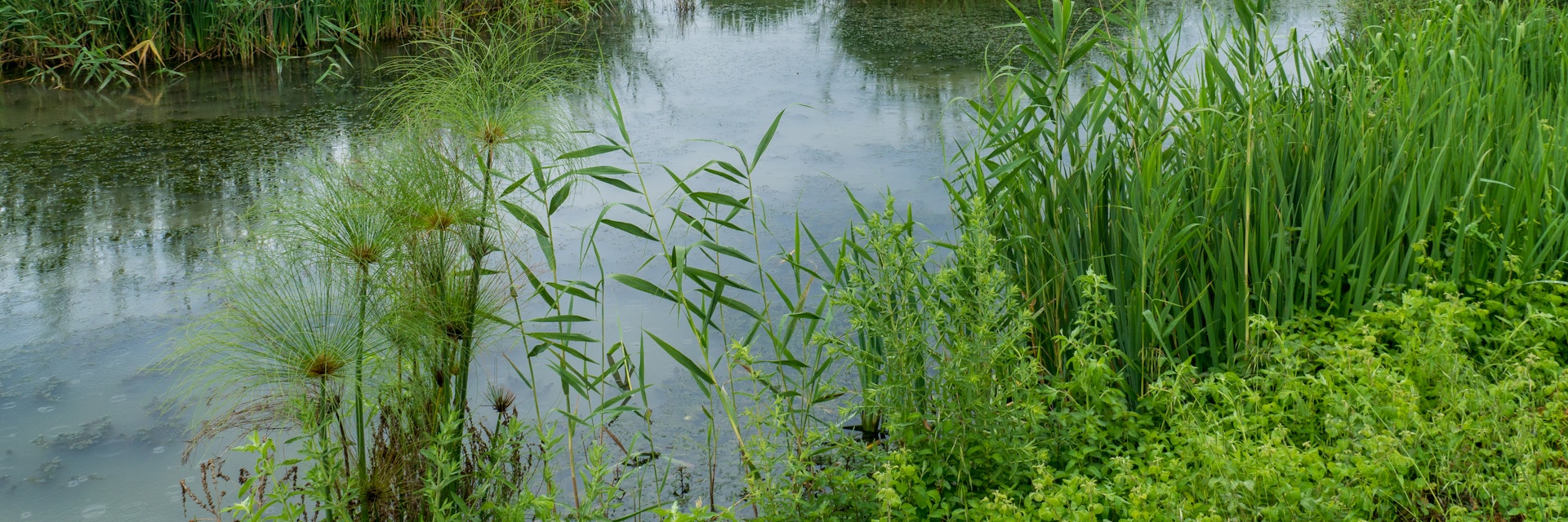 View of wetland and the Galilee mountains in the Hula Nature Reserve, northern Israel.