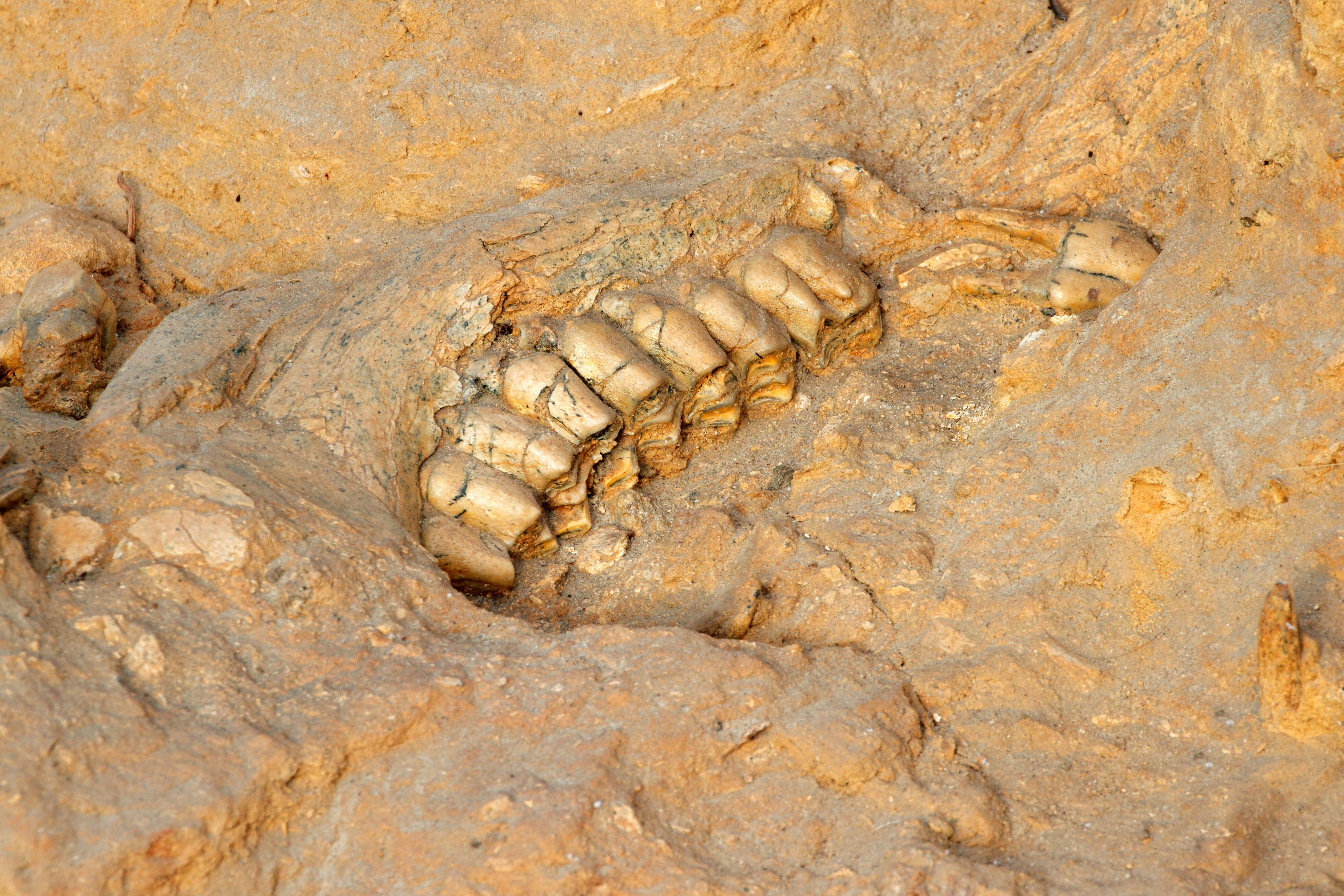 Five million year old fossil jaw bone of an extinct short-necked giraffe at West Coast Fossil Park in South Africa.