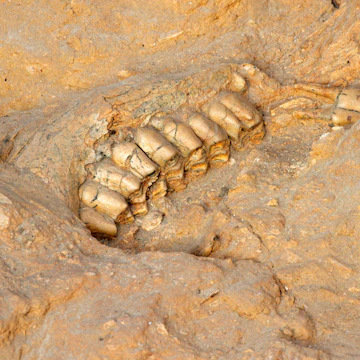 Five million year old fossil jaw bone of an extinct short-necked giraffe at West Coast Fossil Park in South Africa.