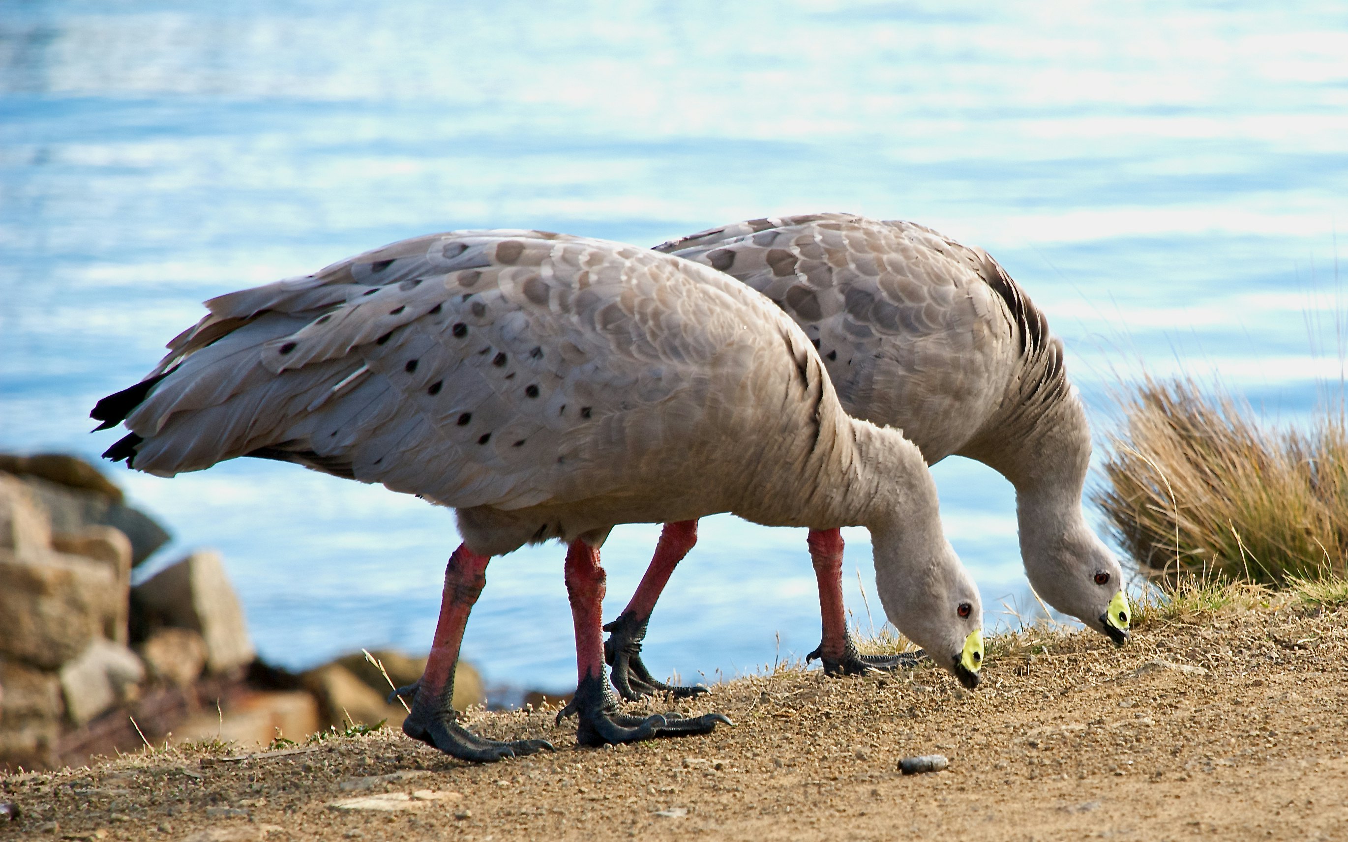 Cape Barren Geese pair grazing in tandem on Maria Island National Park.