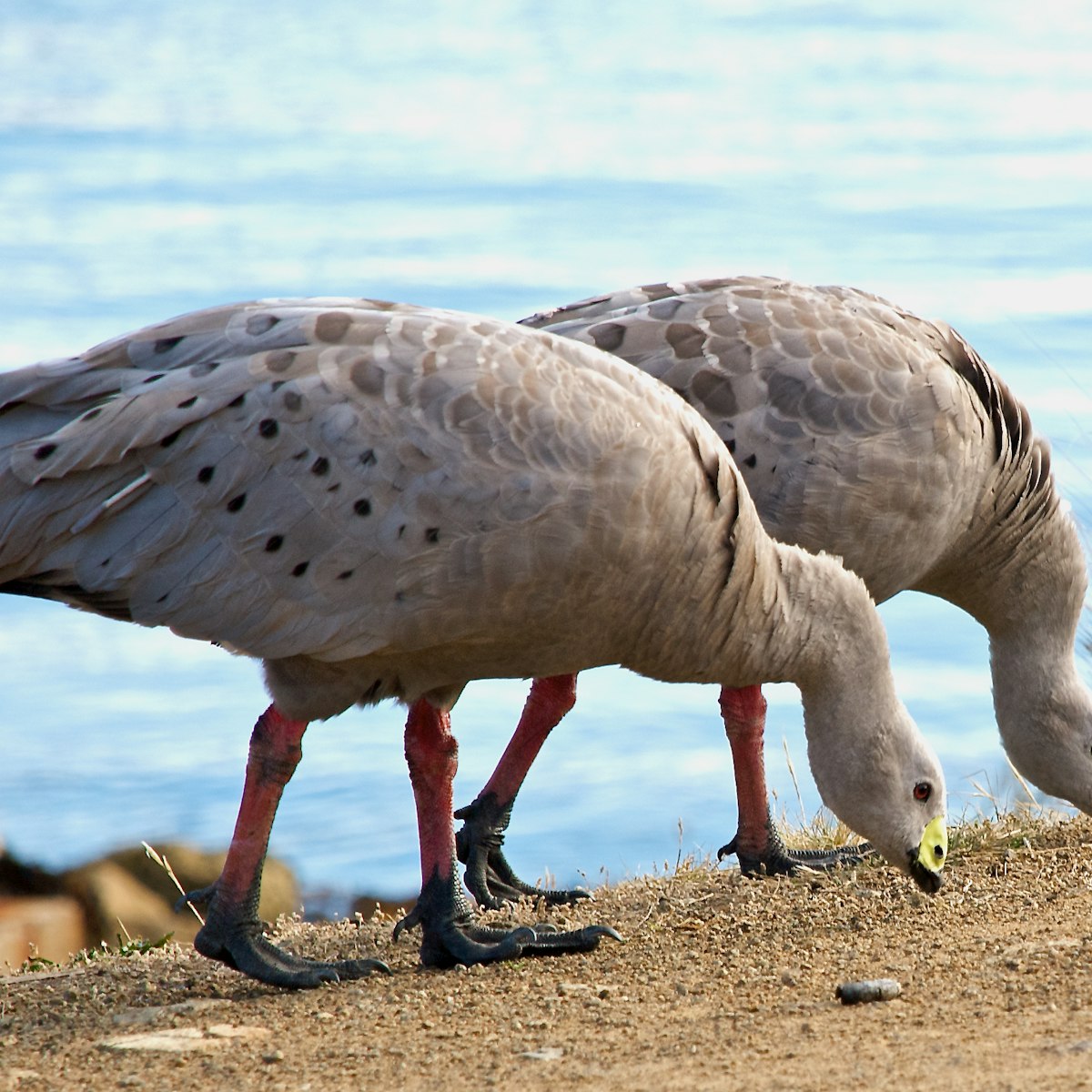 Cape Barren Geese pair grazing in tandem on Maria Island National Park.