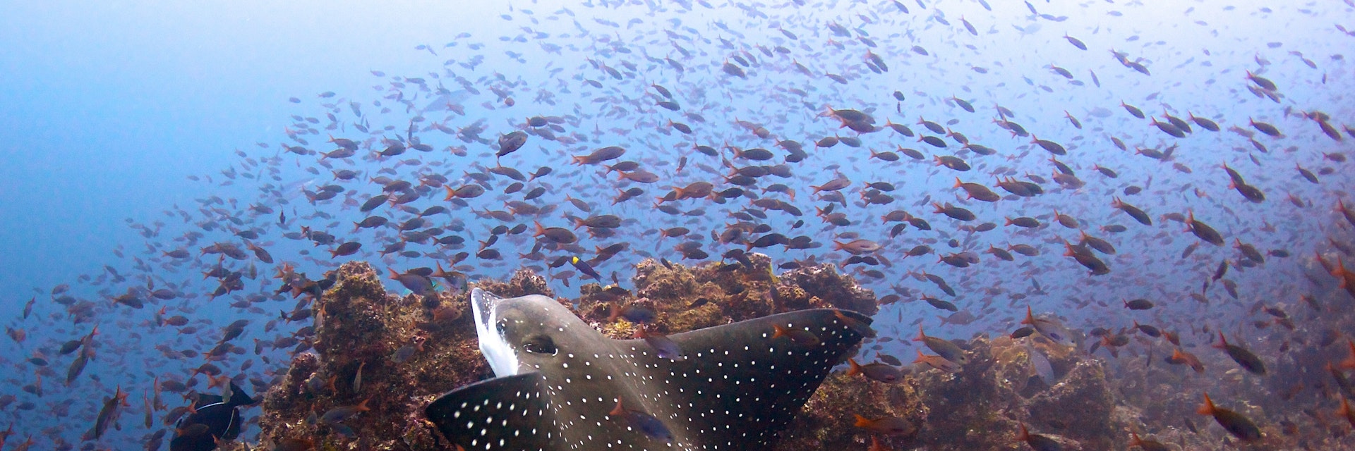 Eagle Ray swimming in the waters of Coco Island in Costa Rica; Shutterstock ID 127196843; your: Sloane Tucker; gl: 65050; netsuite: Online Editorial; full: POI
127196843