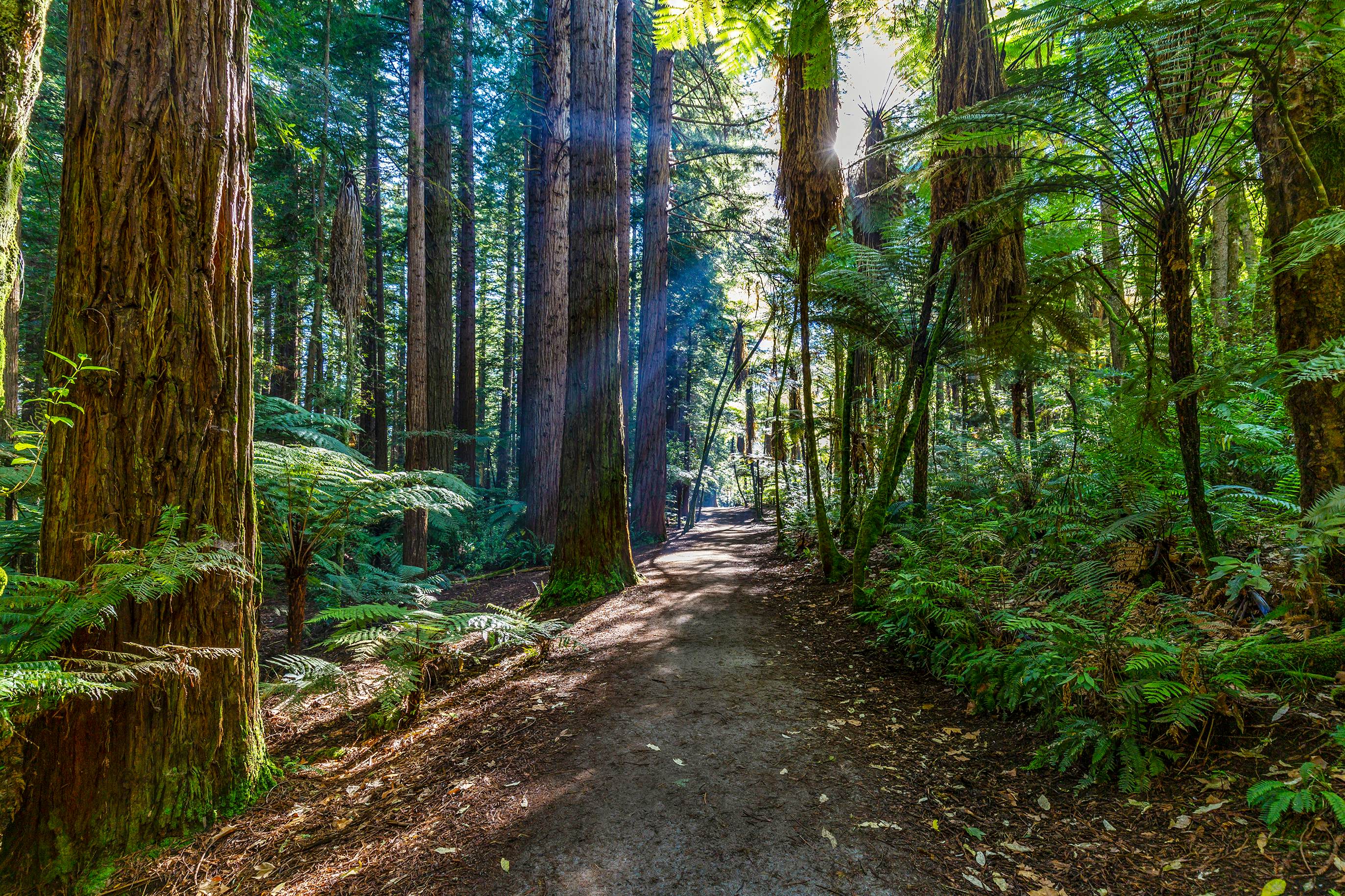 Redwoods Whakarewarewa Forest.