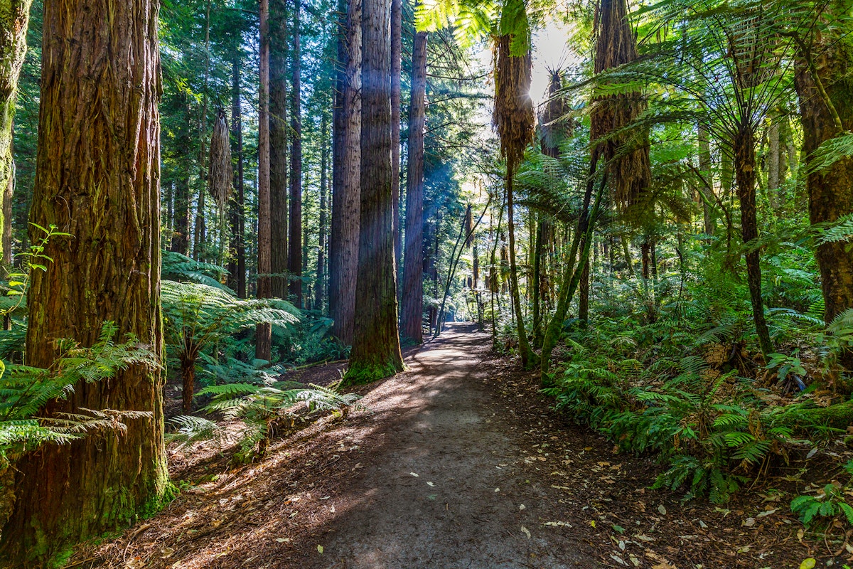 Redwoods Whakarewarewa Forest.