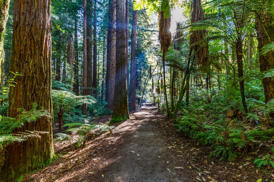 Redwoods Whakarewarewa Forest.