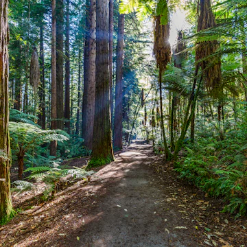 Redwoods Whakarewarewa Forest.