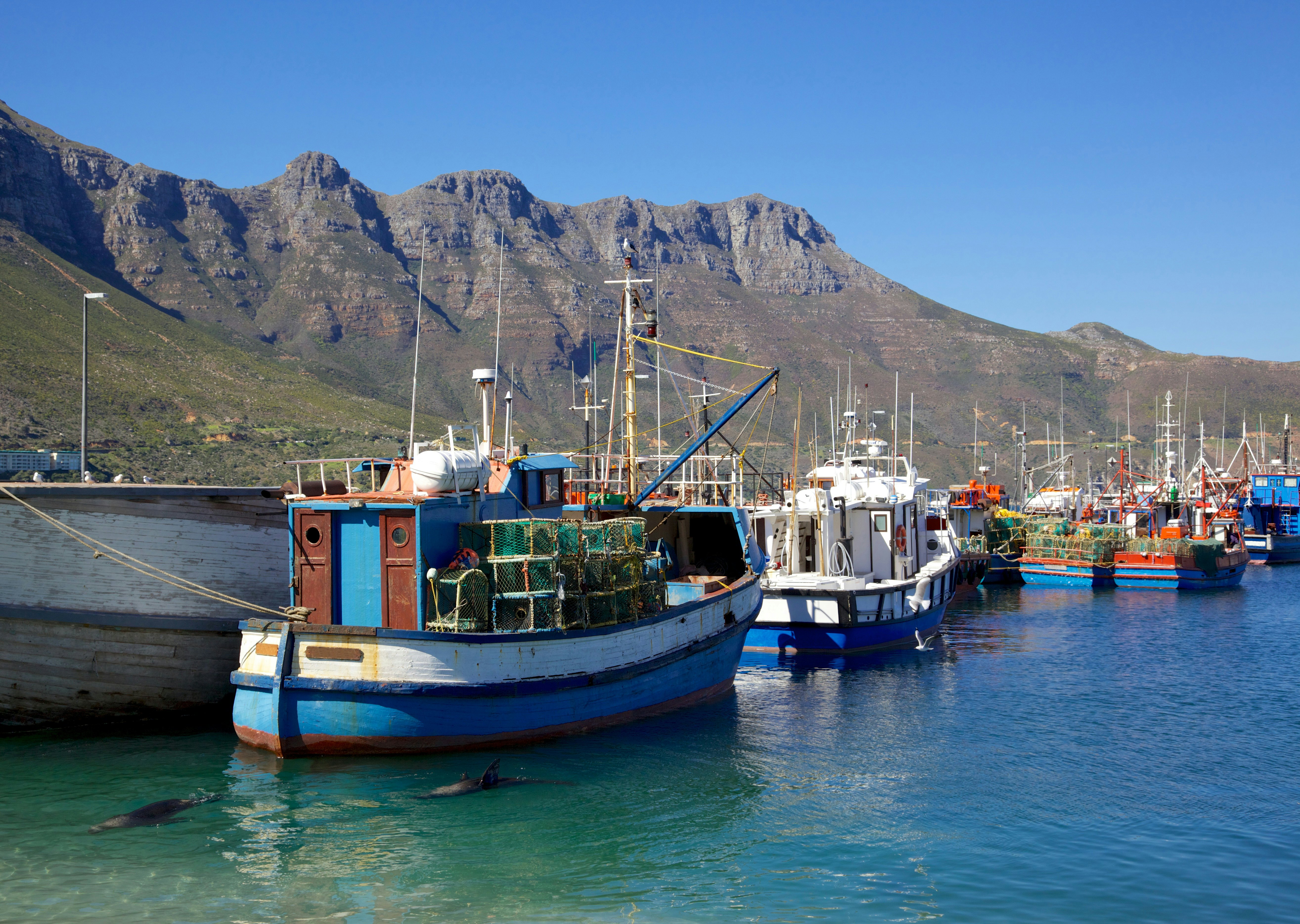Fishing boats and Cape Fur Seals in Hout Bay Harbour, near Cape Town, South Africa.