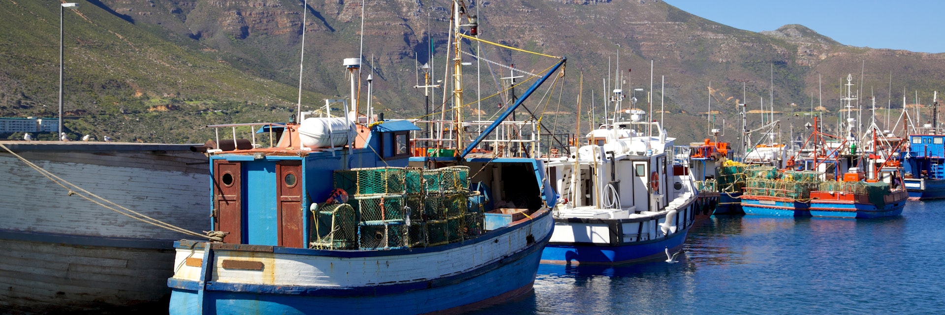 Fishing boats and Cape Fur Seals in Hout Bay Harbour, near Cape Town, South Africa. 