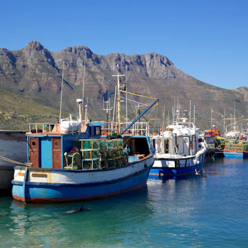 Fishing boats and Cape Fur Seals in Hout Bay Harbour, near Cape Town, South Africa.