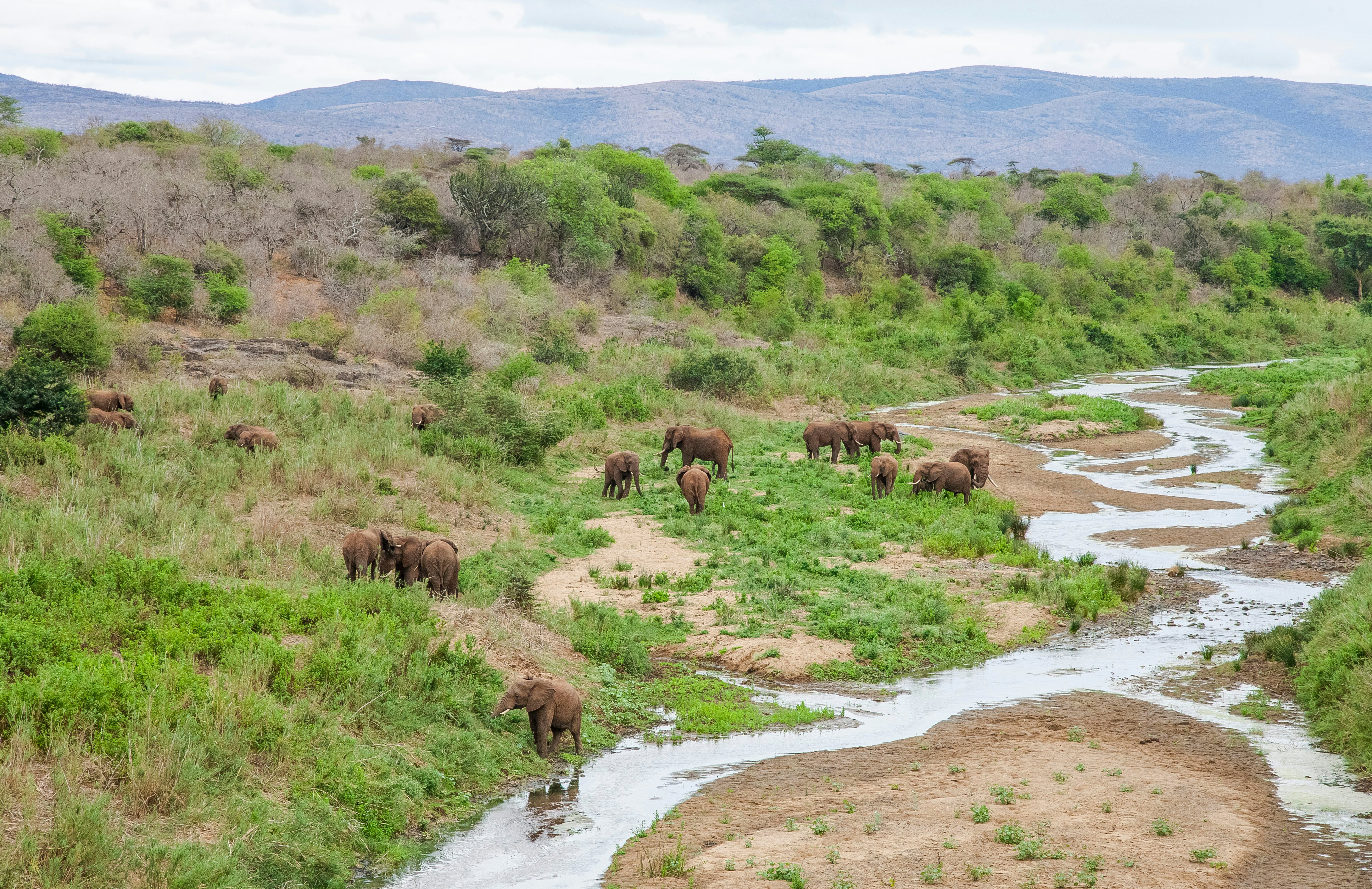 Elephants roam in uMkhuze Game Reserve.
