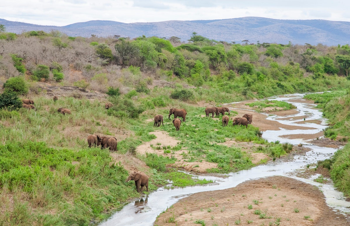 Elephants roam in uMkhuze Game Reserve.