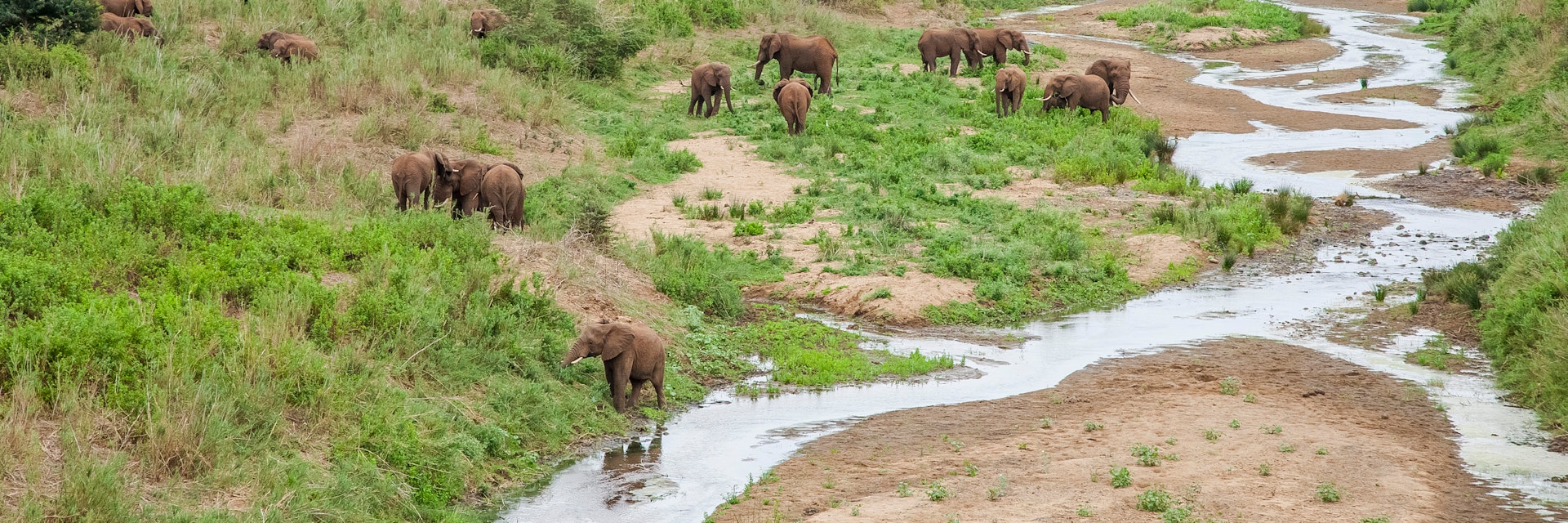 Elephants roam in uMkhuze Game Reserve.