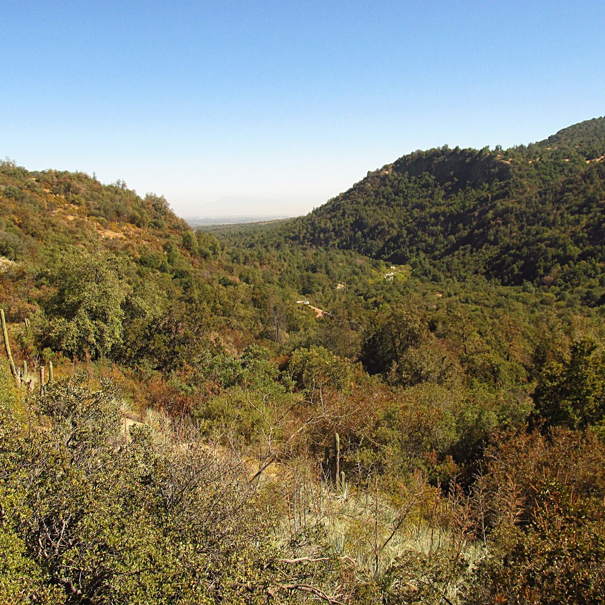 Forest, hills and mountains in summer in Río Clarillo national park in Chile.