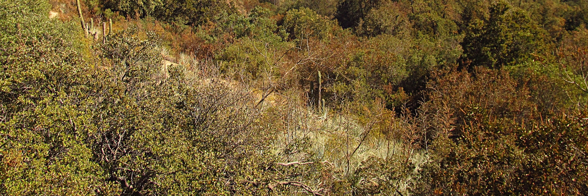 Forest, hills and mountains in summer in Río Clarillo national park in Chile.