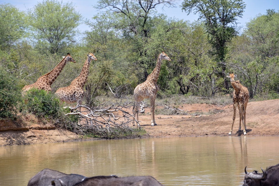 Giraffes in Kapama Private Game Reserve near Kruger National Park, South Africa.