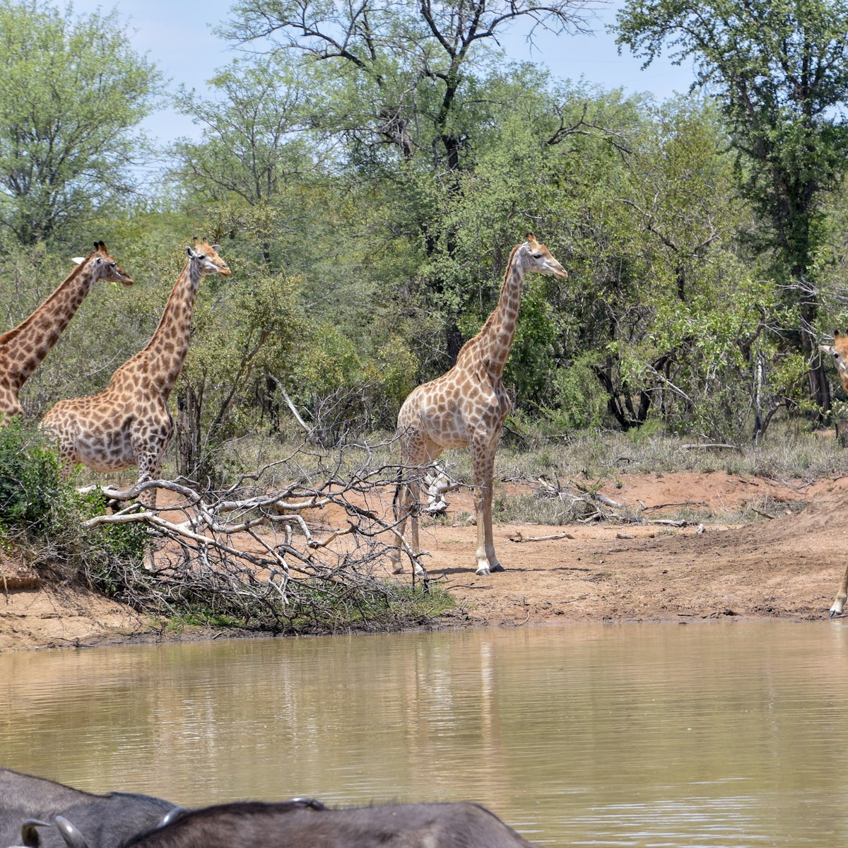Giraffes in Kapama Private Game Reserve near Kruger National Park, South Africa.