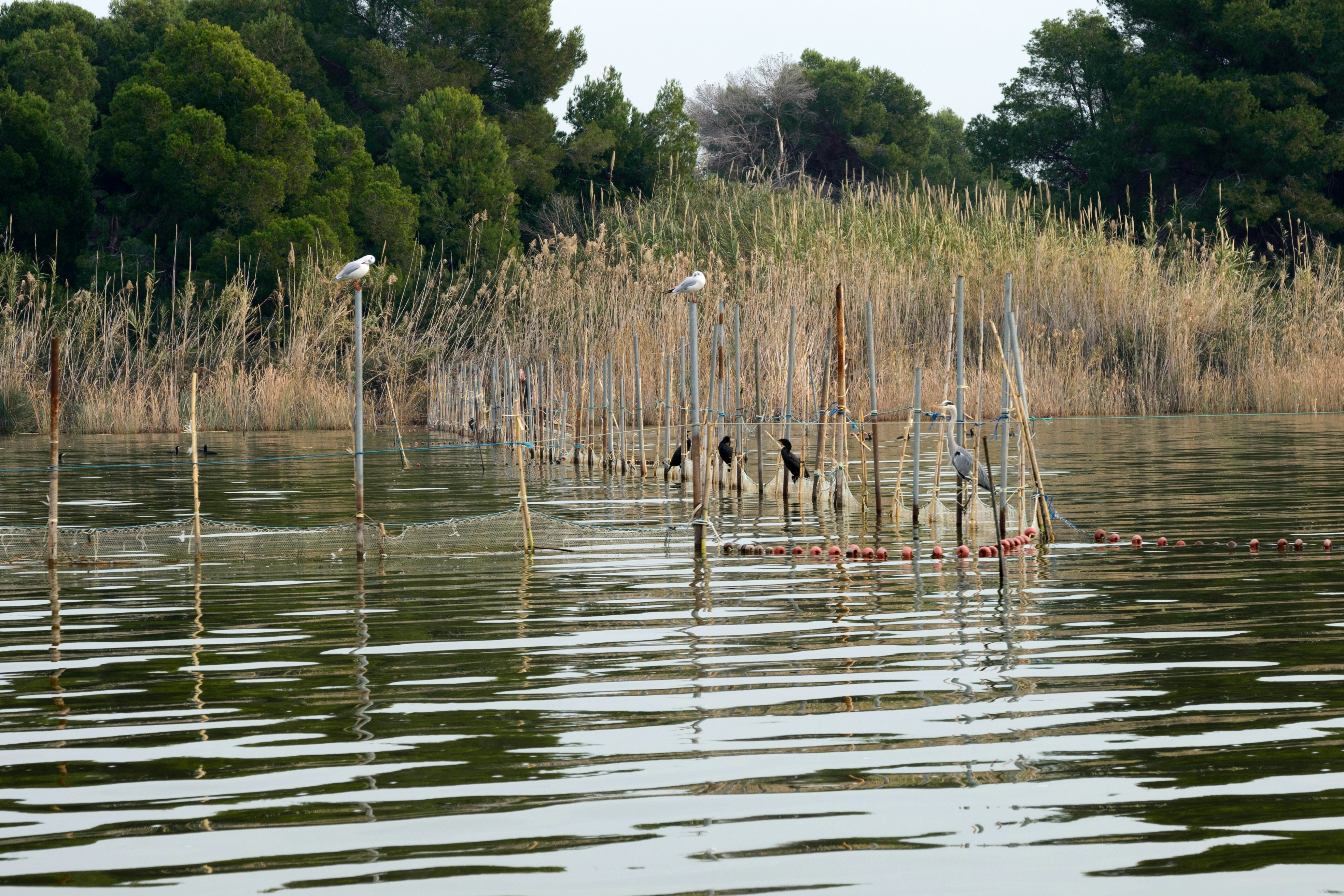 Albufera Natural Park (El Parque Natural de la Albufera de Valencia).