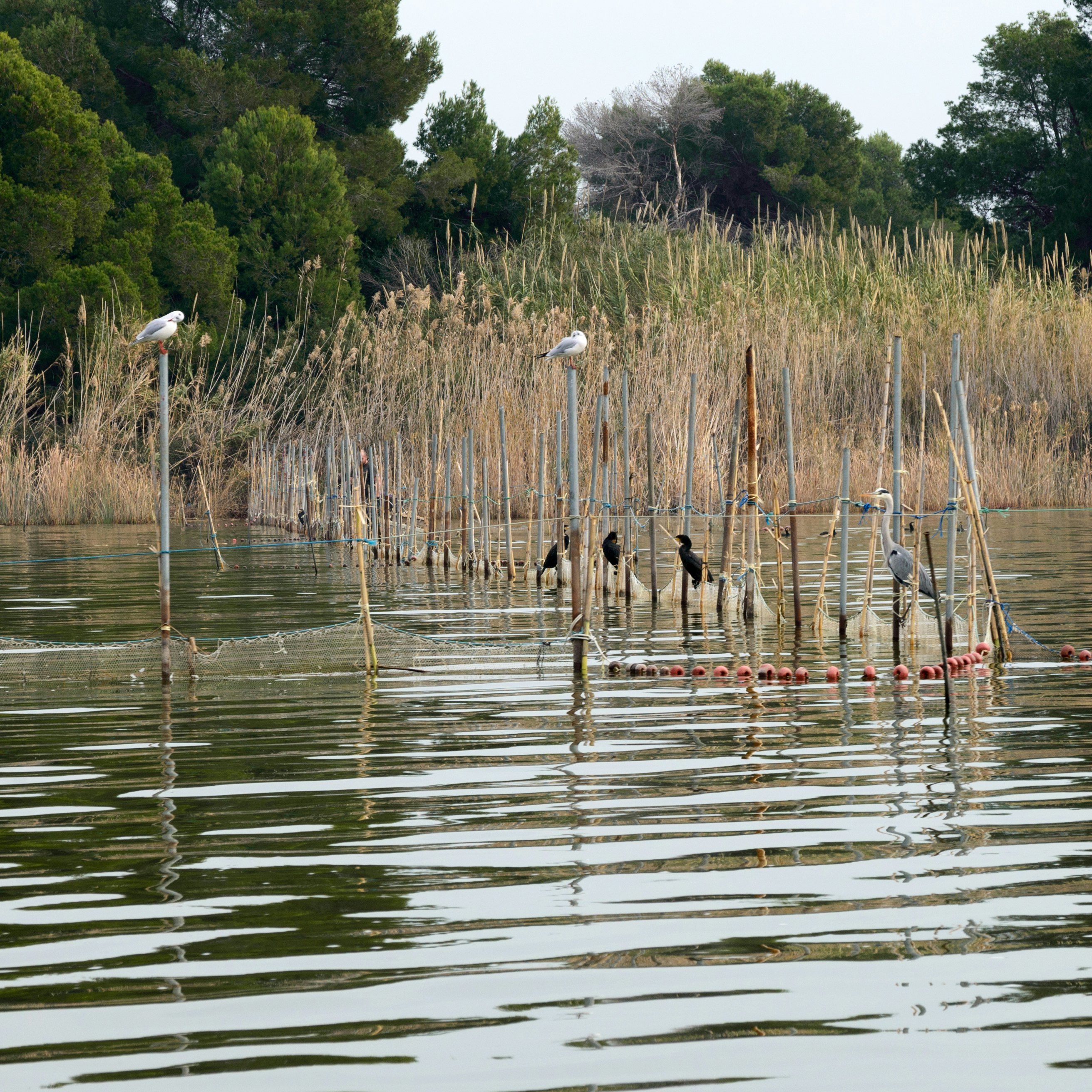 Albufera Natural Park (El Parque Natural de la Albufera de Valencia).