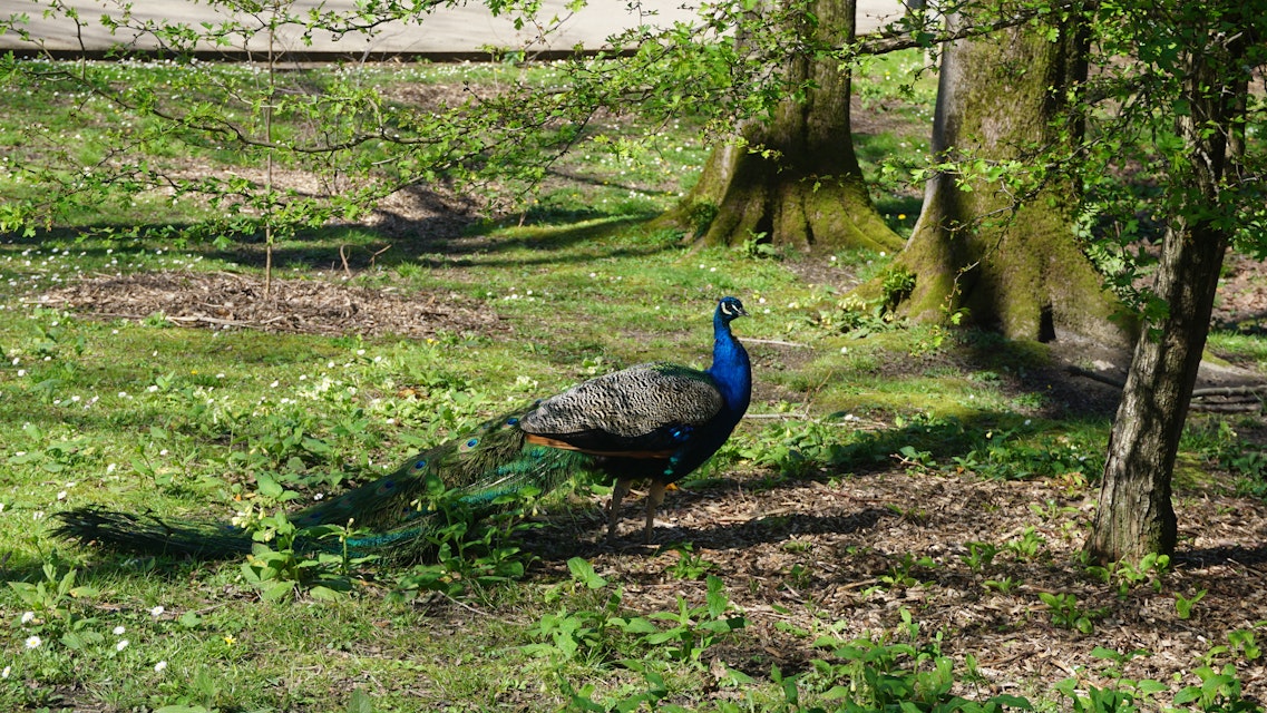 Peacock in the Cristina Enea park in Donostia San Sebastian.