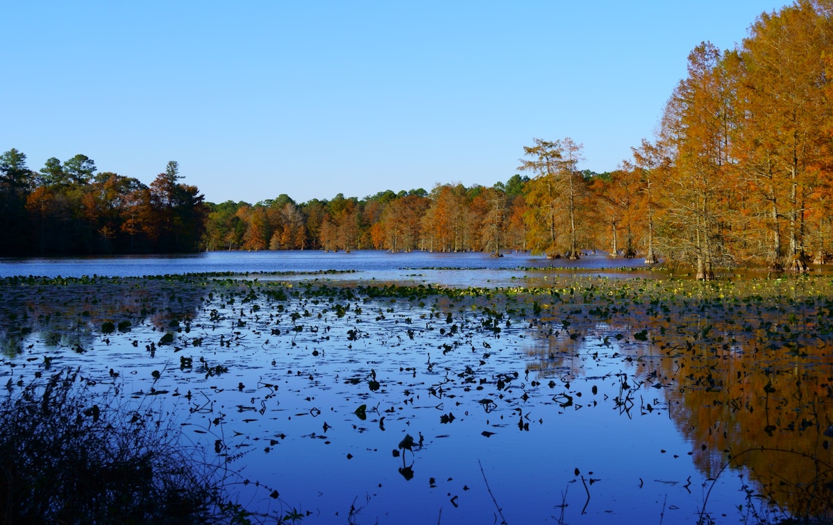 Trap Pond State Park on a beautiful fall day.