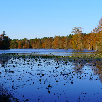 Trap Pond State Park on a beautiful fall day.