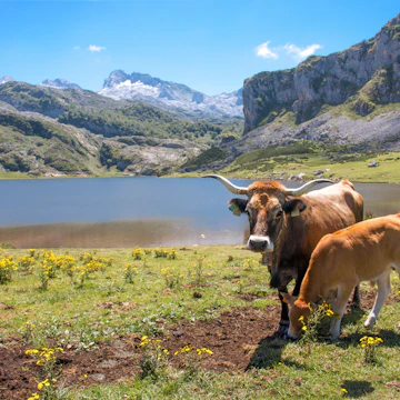 Brown Cow in the Parque Nacional de los Picos de Europa (Picos d’Europa) Asturies (Asturias) Spain (España); Shutterstock ID 1697485774; your: Sloane Tucker; gl: 65050; netsuite: Online Editorial; full: POI
1697485774