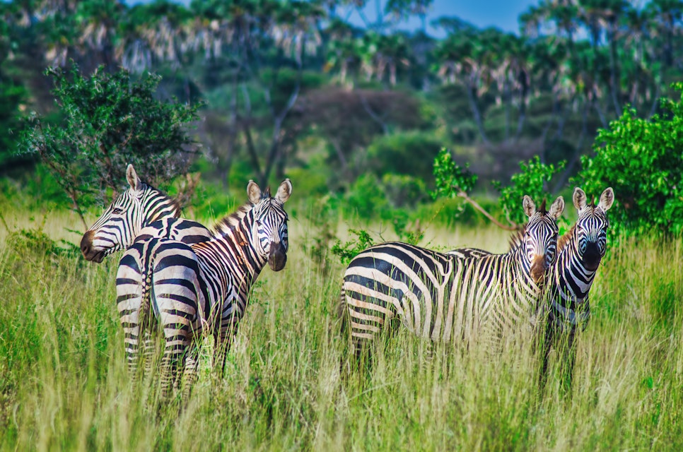 Herd of zebra grazing in the warm afternoon in Meru National Park.