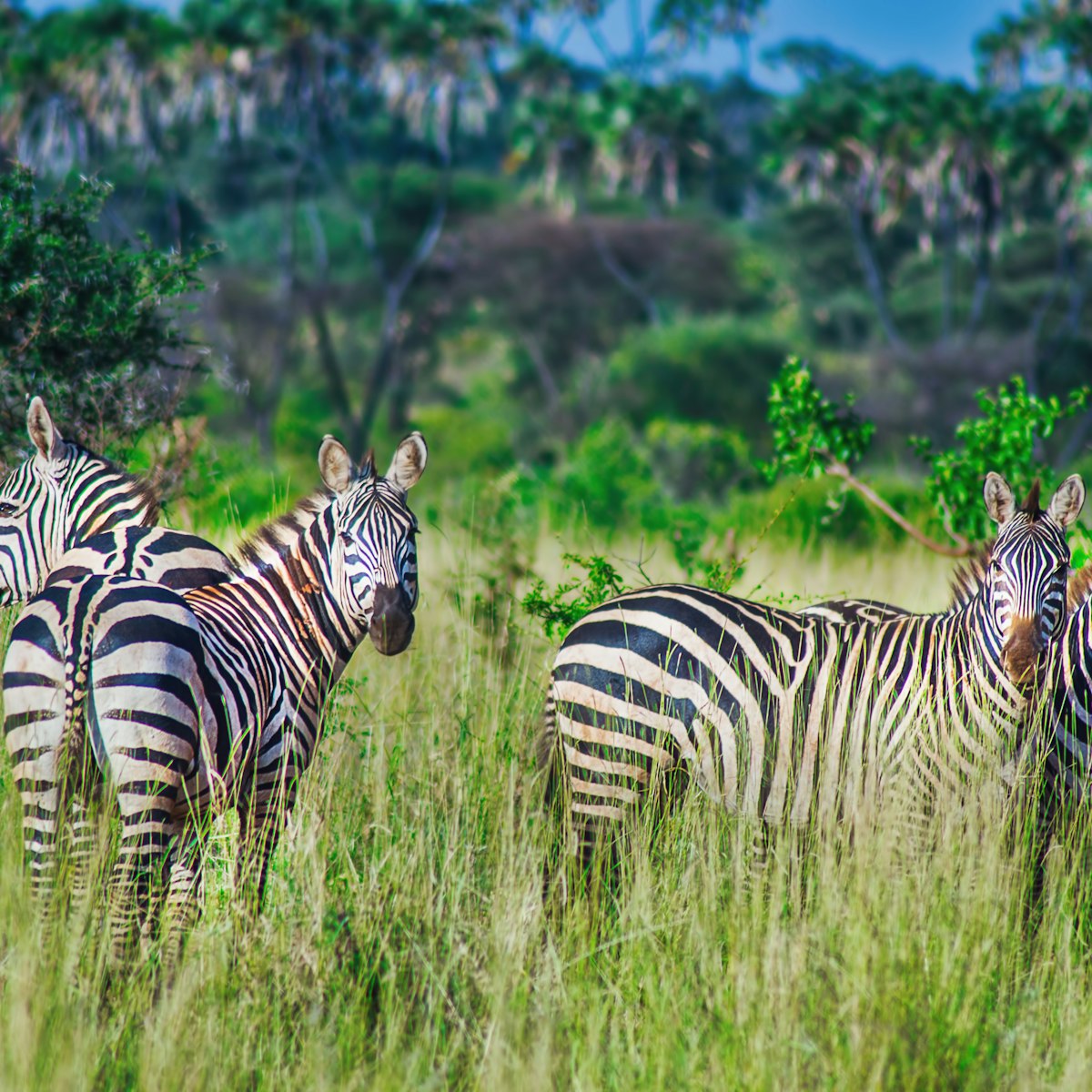 Herd of zebra grazing in the warm afternoon in Meru National Park.