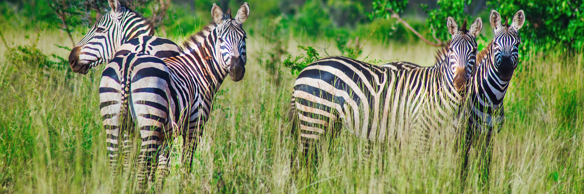 Herd of zebra grazing in the warm afternoon in Meru National Park.