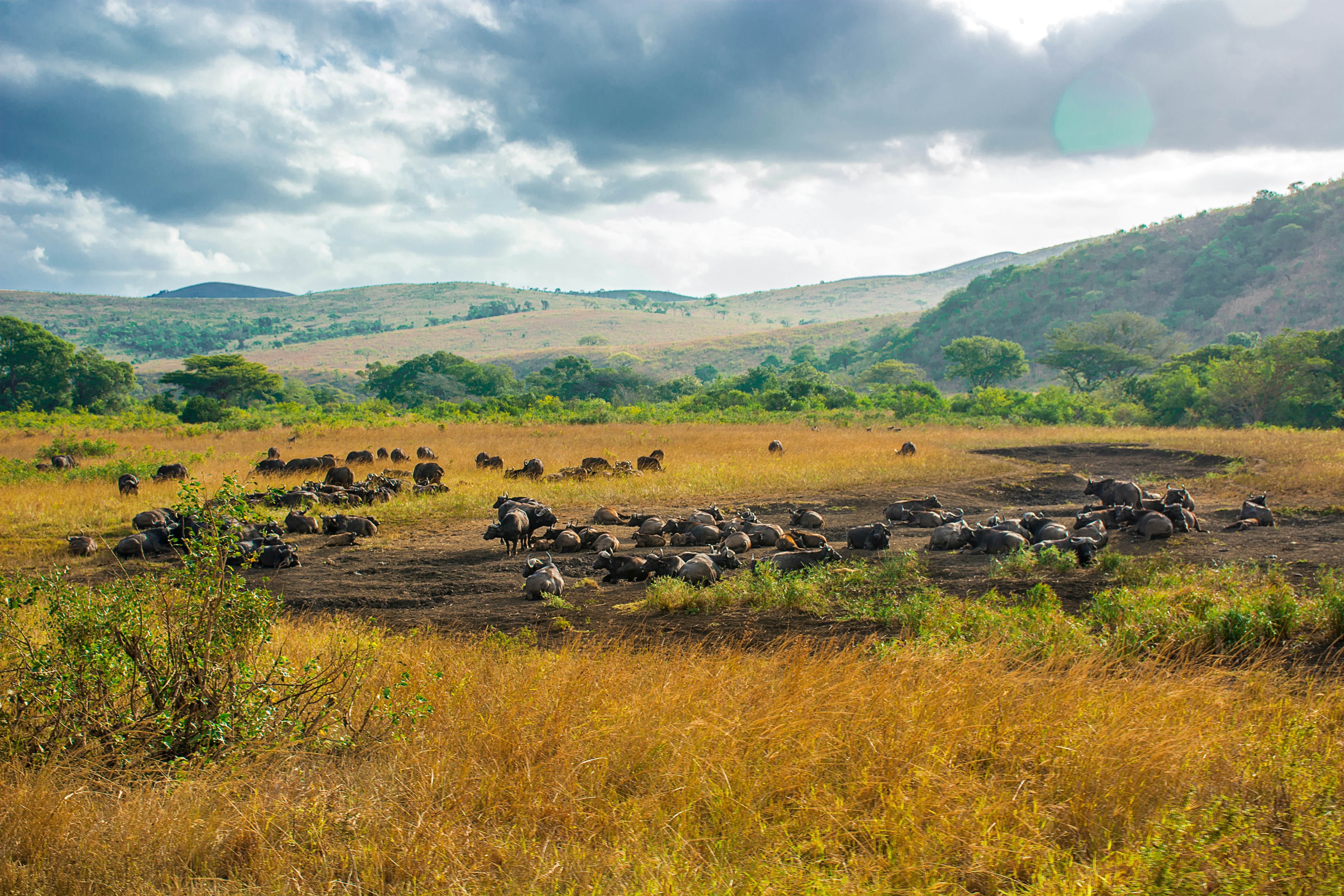 Hluhluwe-Imfolozi National Park in South Africa.