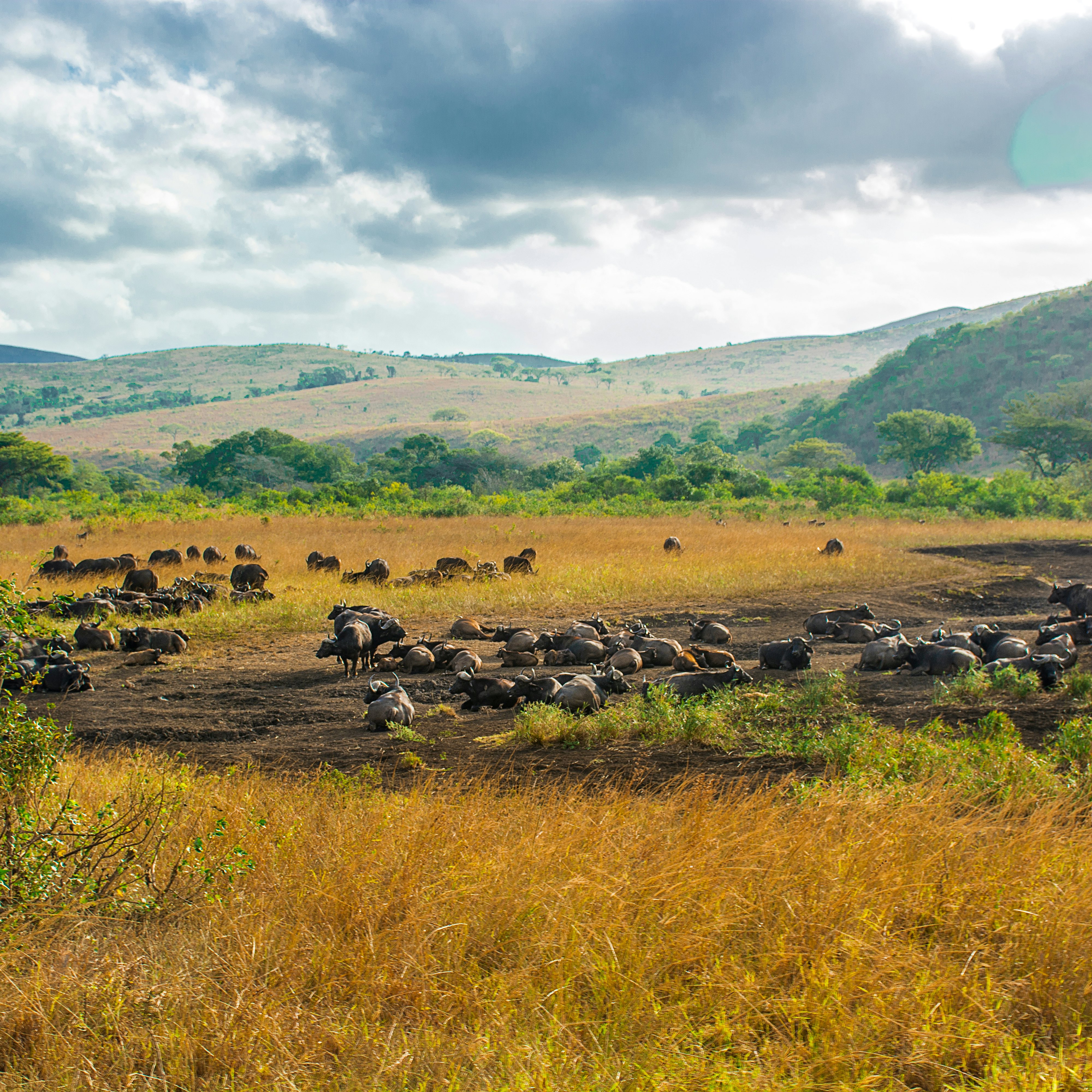 Hluhluwe-Imfolozi National Park in South Africa.