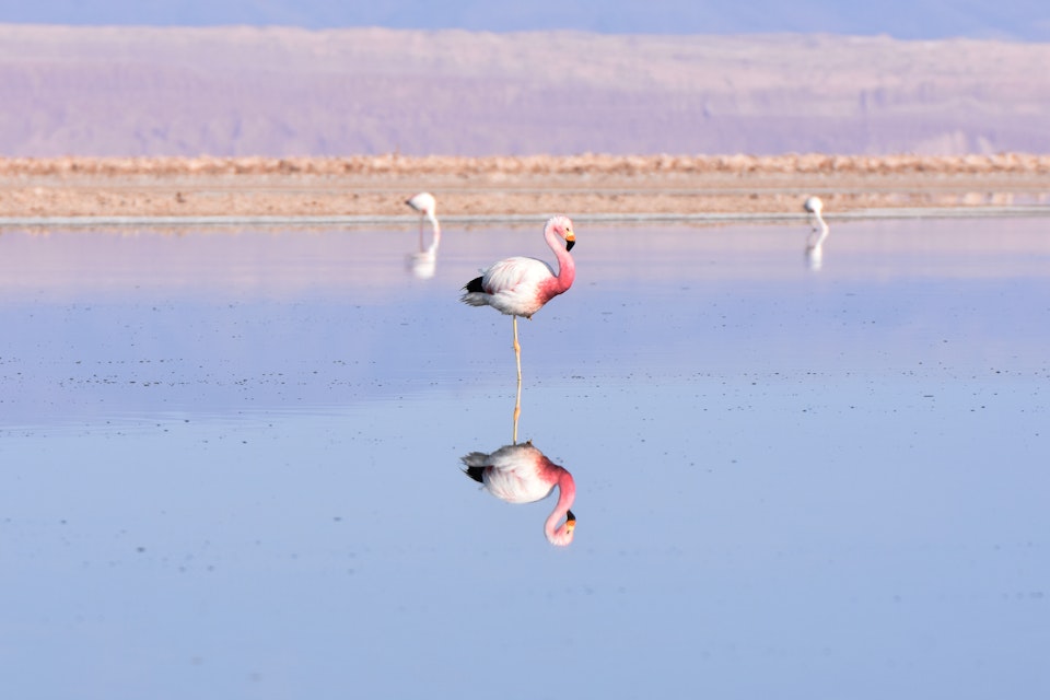 Flamingos at Los Flamencos National Reserve, Chile.