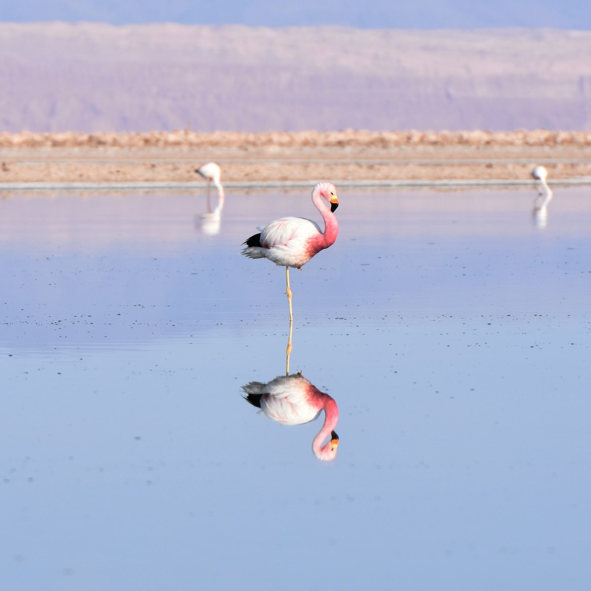 Flamingos at Los Flamencos National Reserve, Chile.