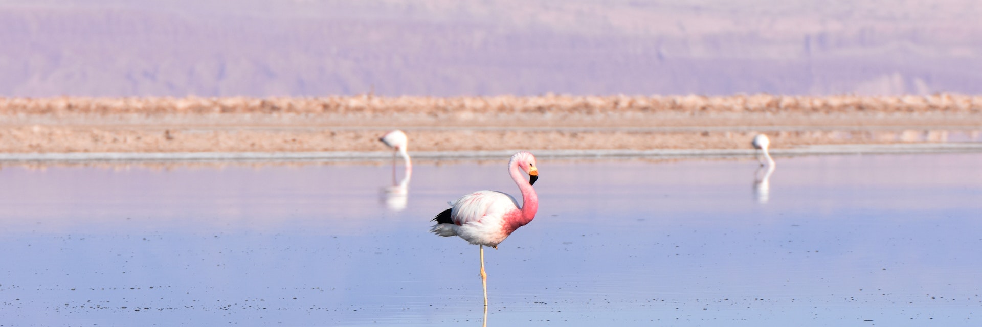 Flamingos at Los Flamencos National Reserve, Chile.