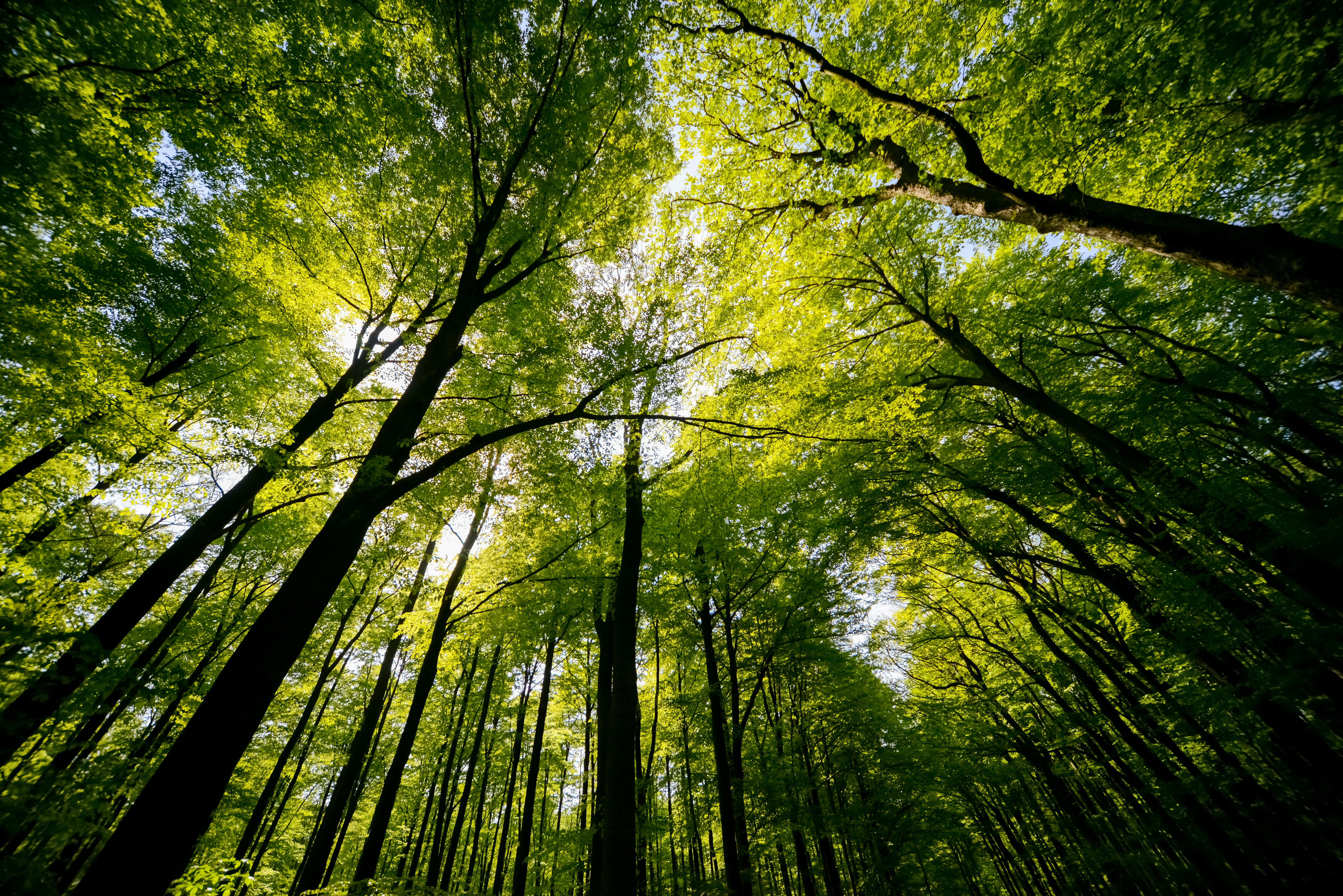 Treetops of beech and oak trees in a forest near Göttingen.