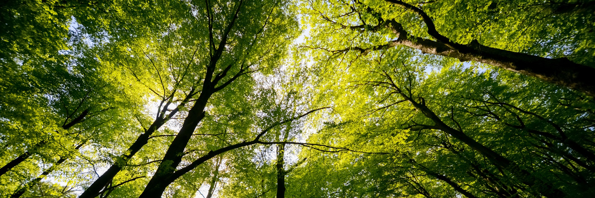 Treetops of beech and oak trees in a forest near Göttingen.