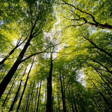 Treetops of beech and oak trees in a forest near Göttingen.