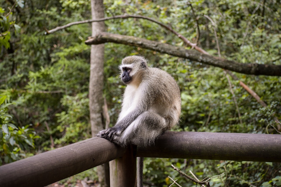 A gibbon sitting on a wooden fence in Monkeyland, Plettenberg Bay, South Africa.