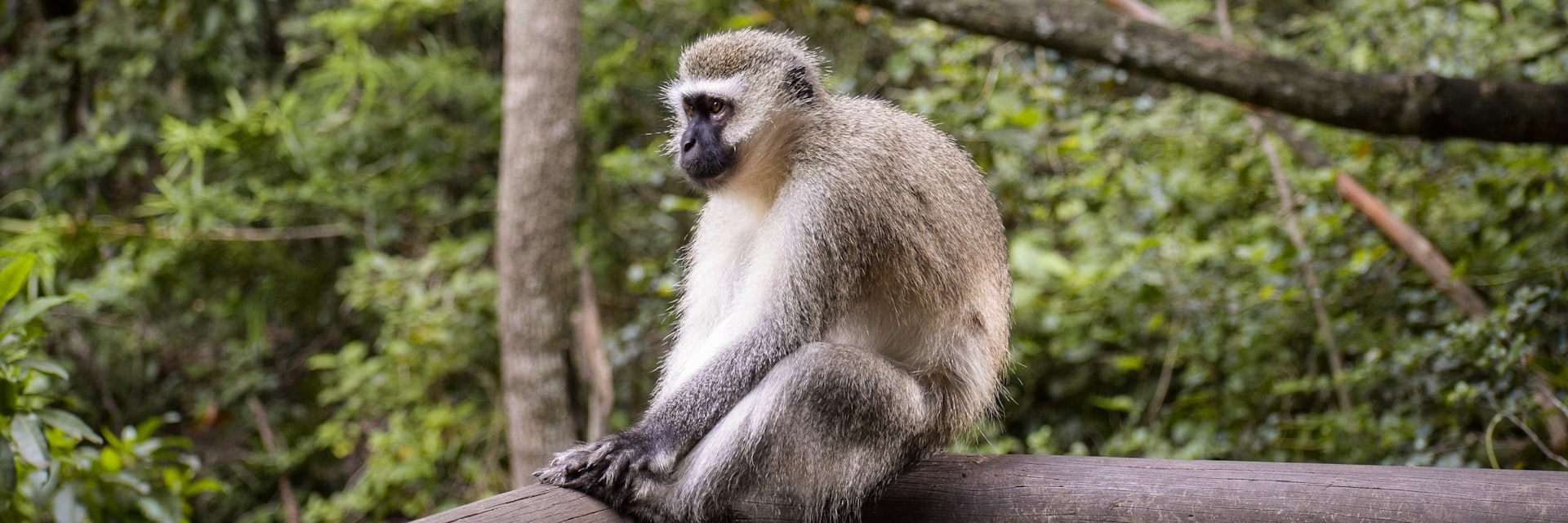 A gibbon sitting on a wooden fence in Monkeyland, Plettenberg Bay, South Africa.