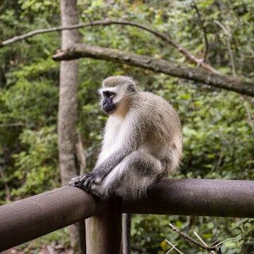 A gibbon sitting on a wooden fence in Monkeyland, Plettenberg Bay, South Africa.