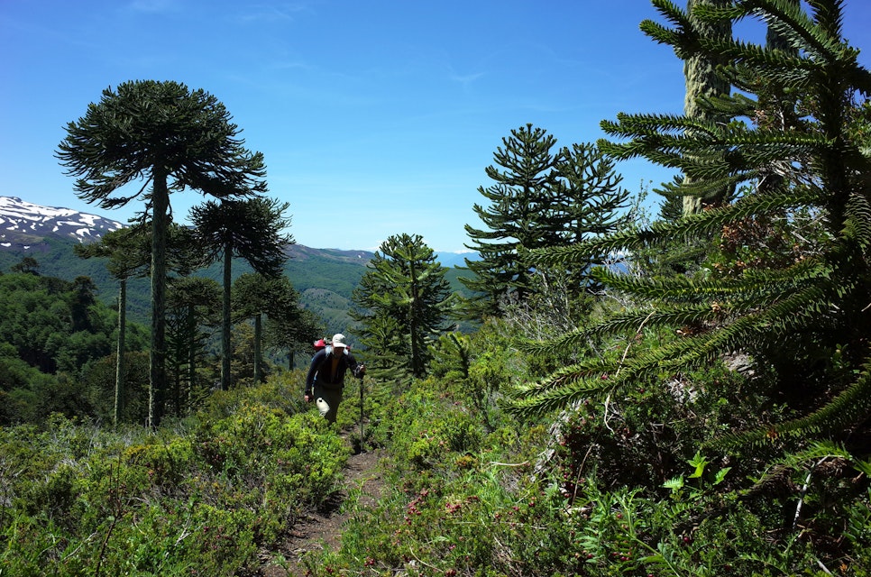 A man hiking Villarrica Traverse trail through Araucaria araucana forest on the mountainside in Villarrica National Park.