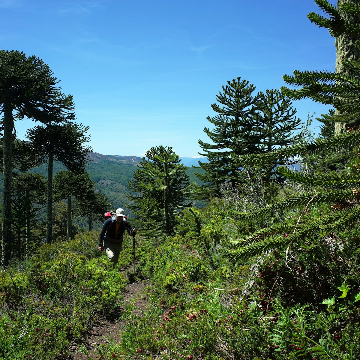 chile travel blog A man hiking Villarrica Traverse trail through Araucaria araucana forest on the mountainside in Villarrica National Park.