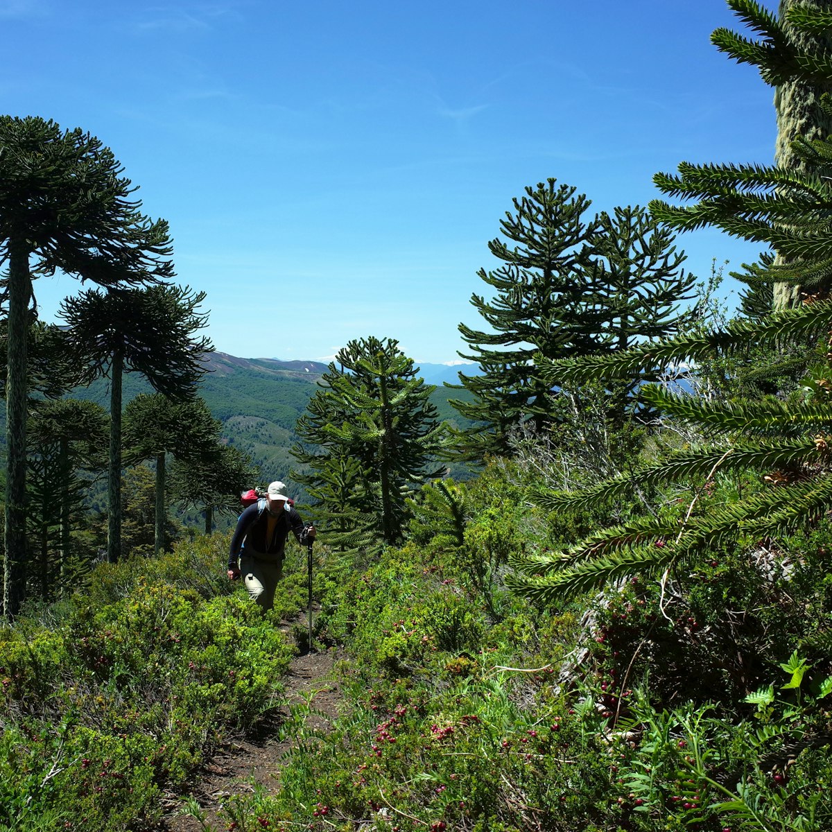 A man hiking Villarrica Traverse trail through Araucaria araucana forest on the mountainside in Villarrica National Park.