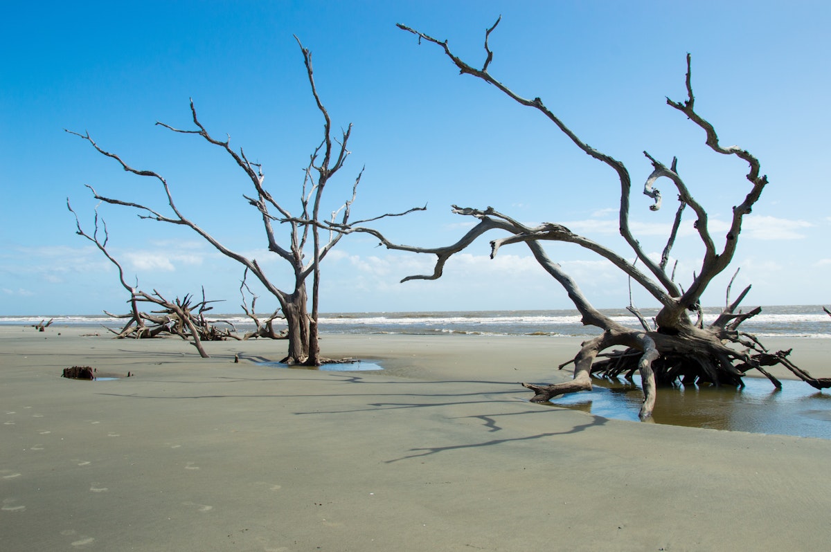 Skeleton trees on Boneyard Beach, Bulls Island, South Carolina.