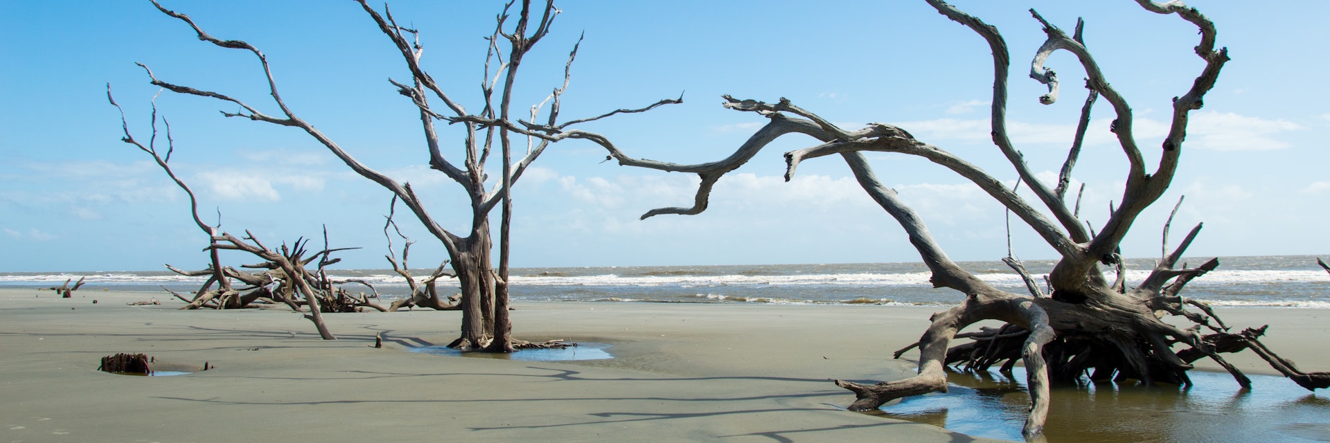 Skeleton trees on Boneyard Beach, Bulls Island, South Carolina.
