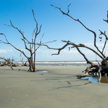 Skeleton trees on Boneyard Beach, Bulls Island, South Carolina.