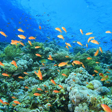 Coral Reef at the Blue Hole in Dahab, Egypt.